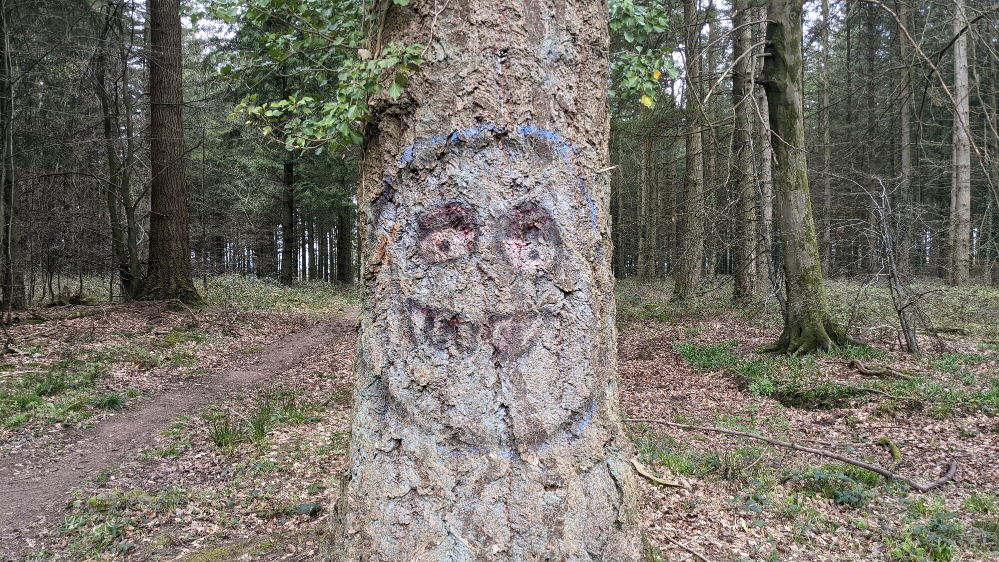 The Fedw ghost - a tree painted with a face in the woods